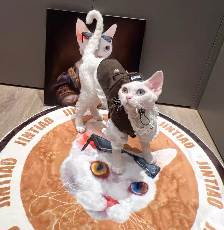 How to Customize a Rug Just for Your Pet