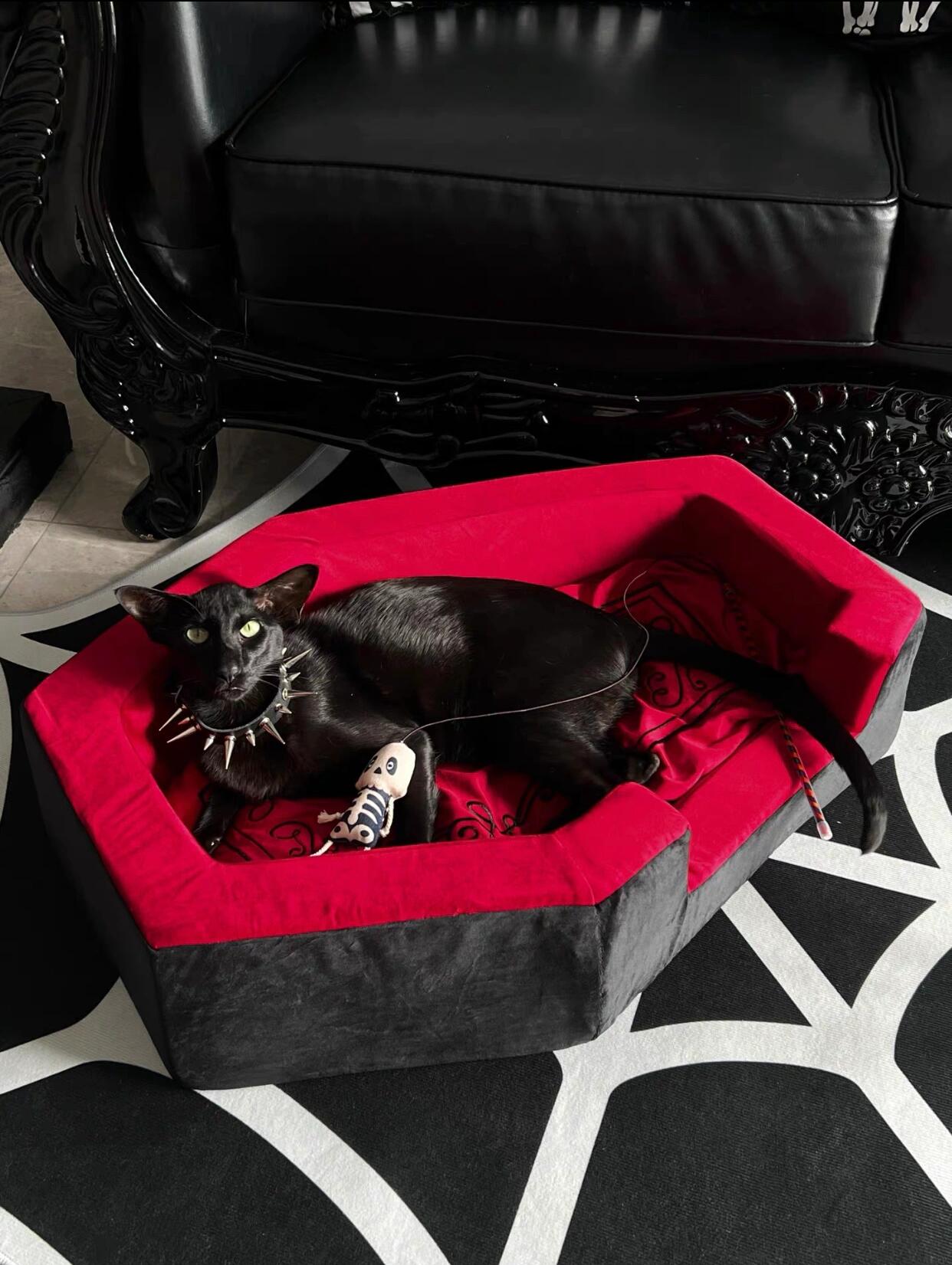 Halloween Cat Bed Buying Guide: Make This Spooky Season Cozy for Your Cat