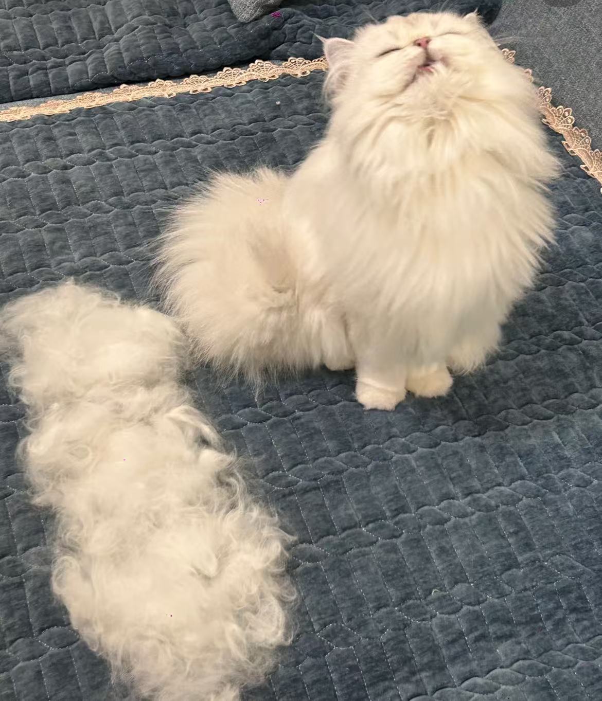 Summer Cat Hair Care Guide: Keep Your Kitty Clean and Comfortable