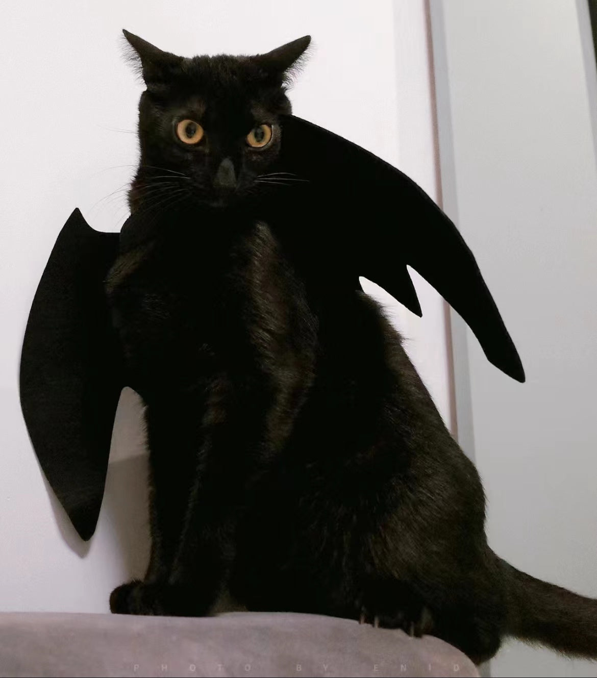 Halloween black cat