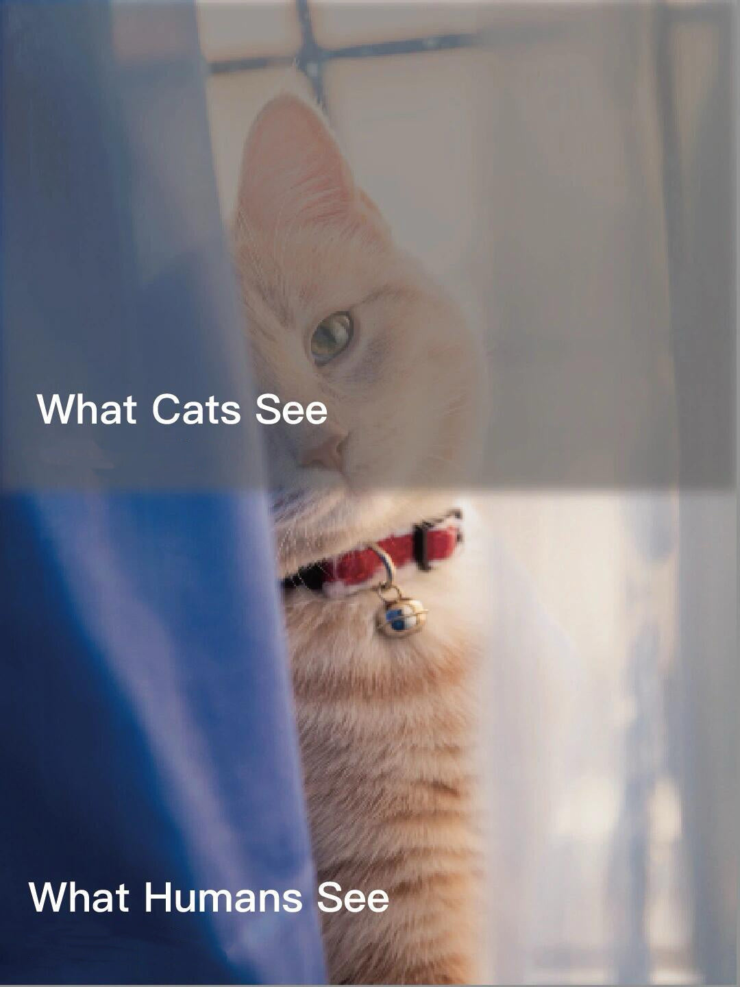 What Colors Do Cats Prefer? Is Their World the Same as Ours?