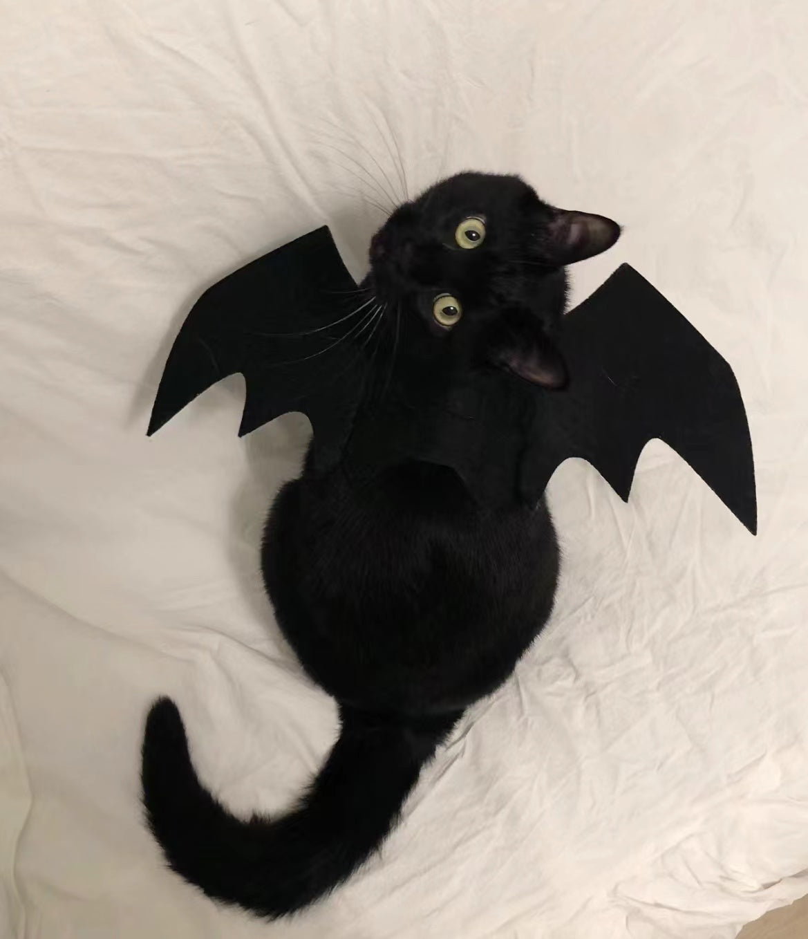 Halloween cat costume: A black cat with wings