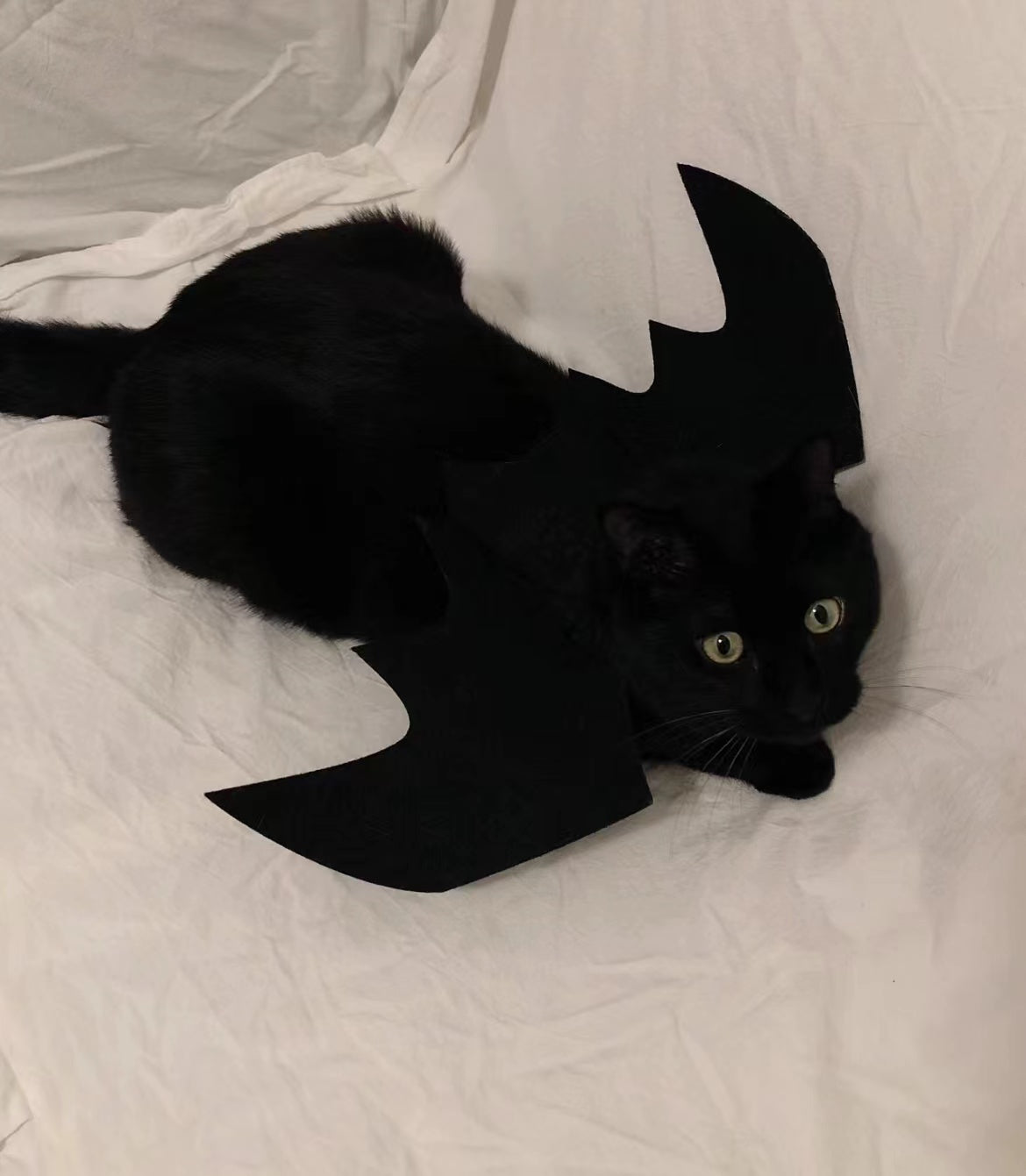 Halloween cat costume: for black cat with wings