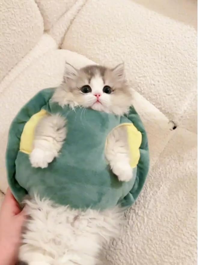 The little cat is dressed up as a cute turtle